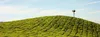 Grassy field on a cloudy day.